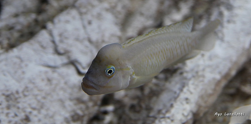 Telmatochromis cf. temporalis burgeoni
